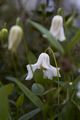 Clematis integrifolia Alba IMG_4765 Powojnik